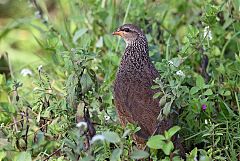 Hildebrandt's Spurfowl